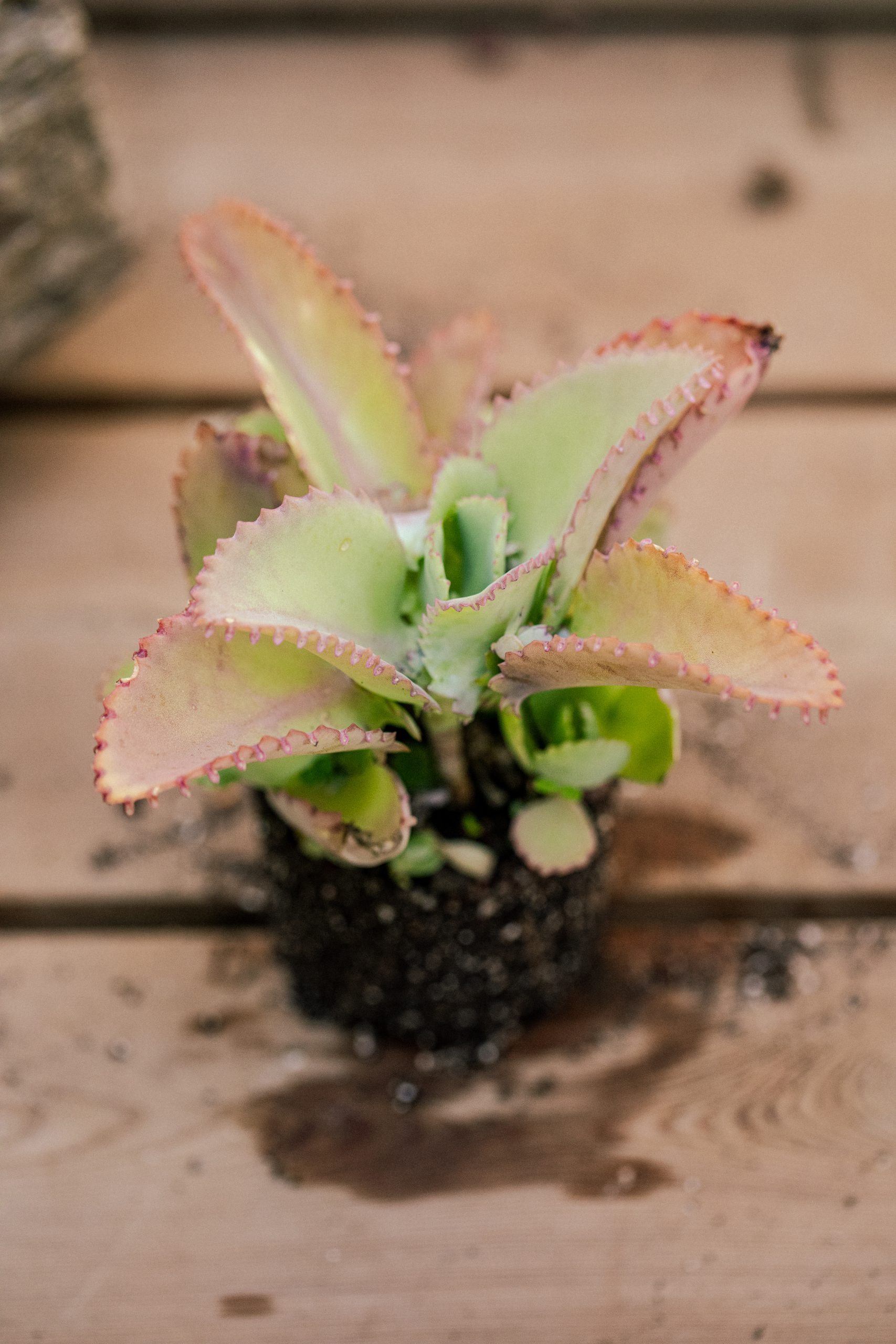 ניצנית משוננת Mother Of Thousands – תמונה 2
