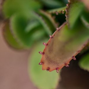 ניצנית משוננת Mother Of Thousands