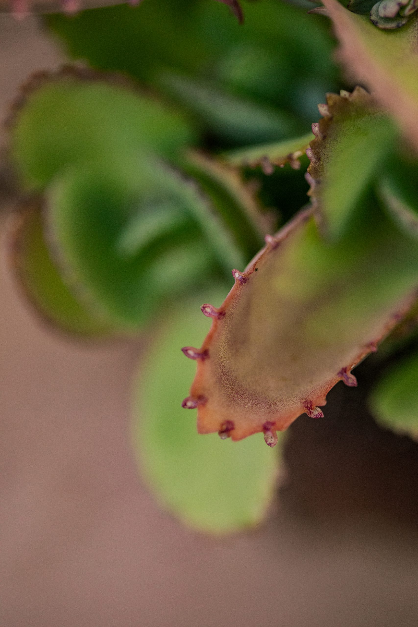 ניצנית משוננת Mother Of Thousands