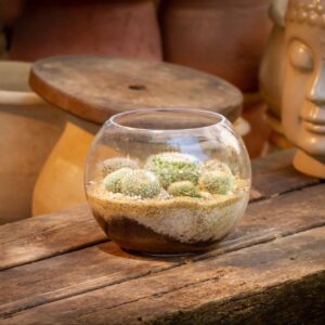 succulent-glass-jar
