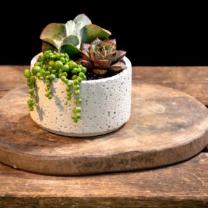 succulent-mix-concrete
