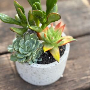 concrete-succulent