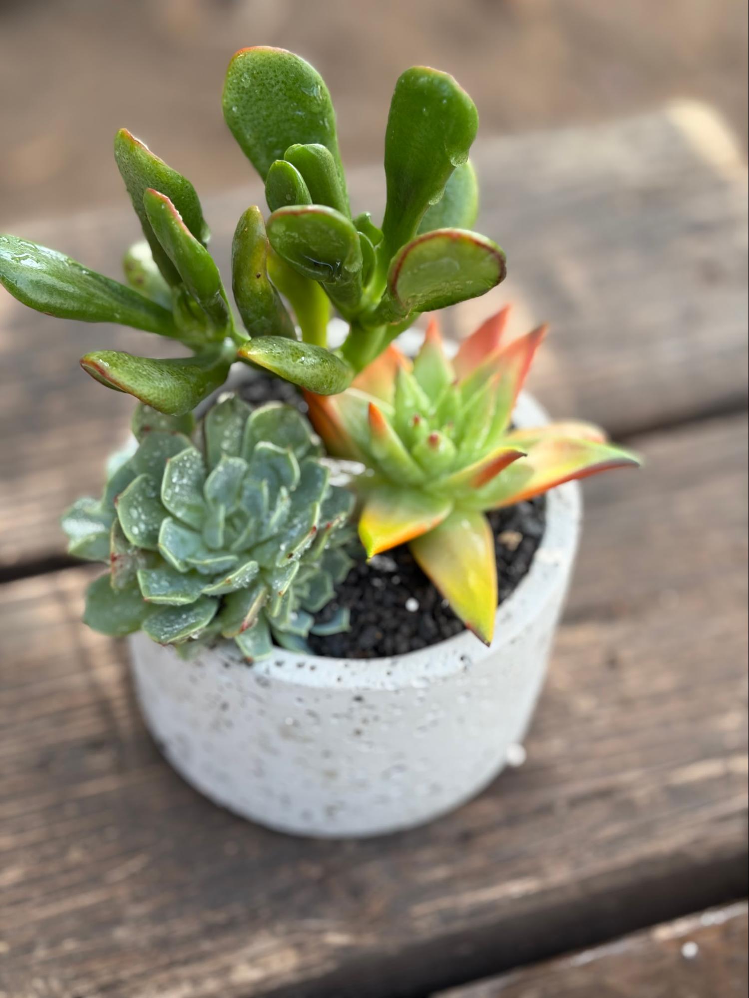 concrete-succulent
