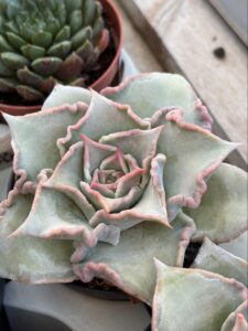 Echeveria-Madiba