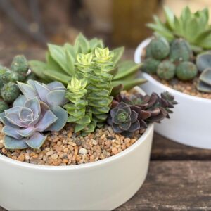 succulent-cake