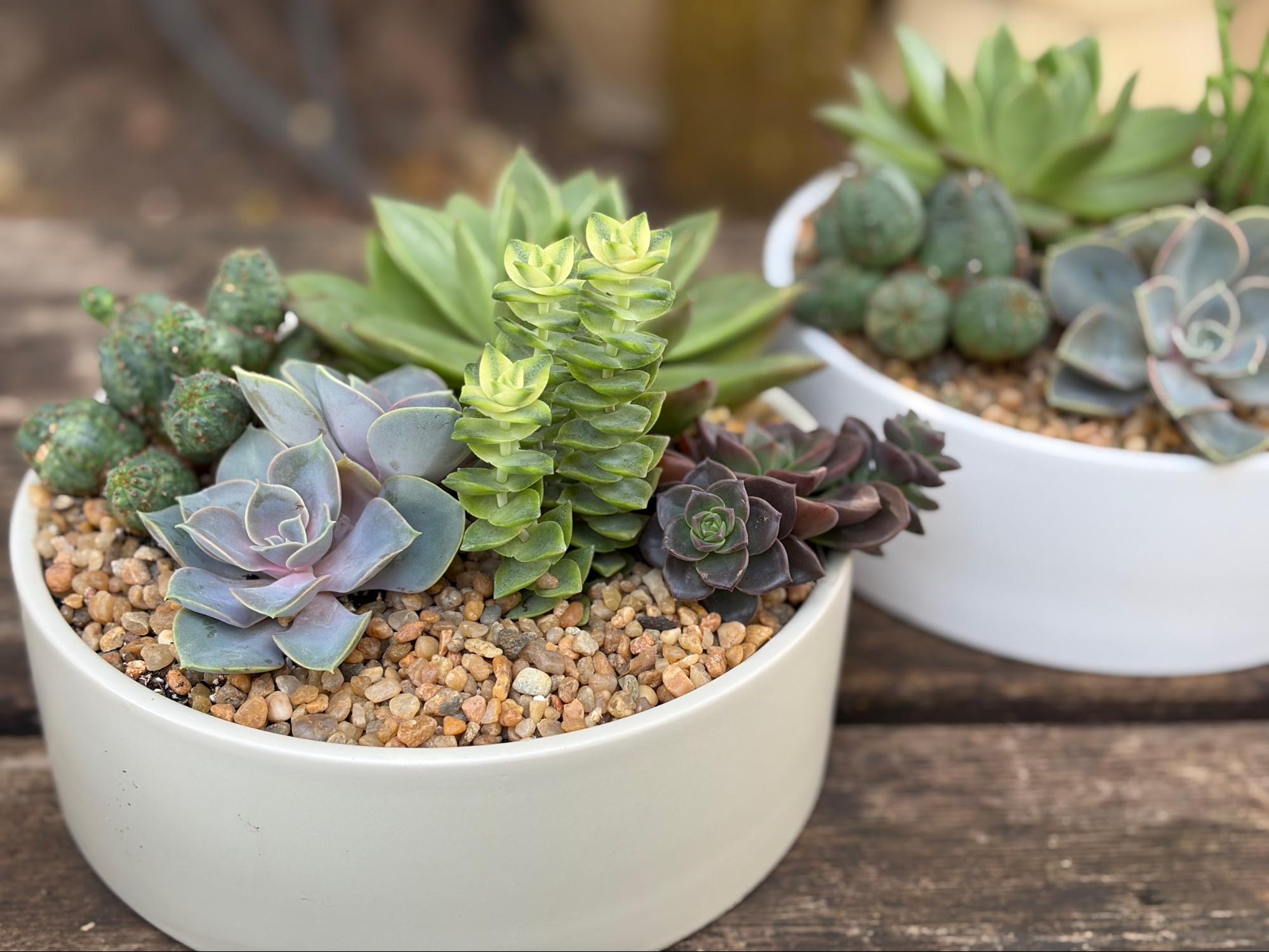 succulent-cake