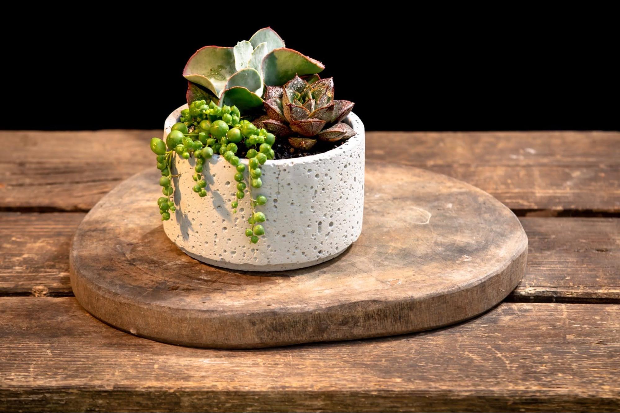 succulent-mix-concrete