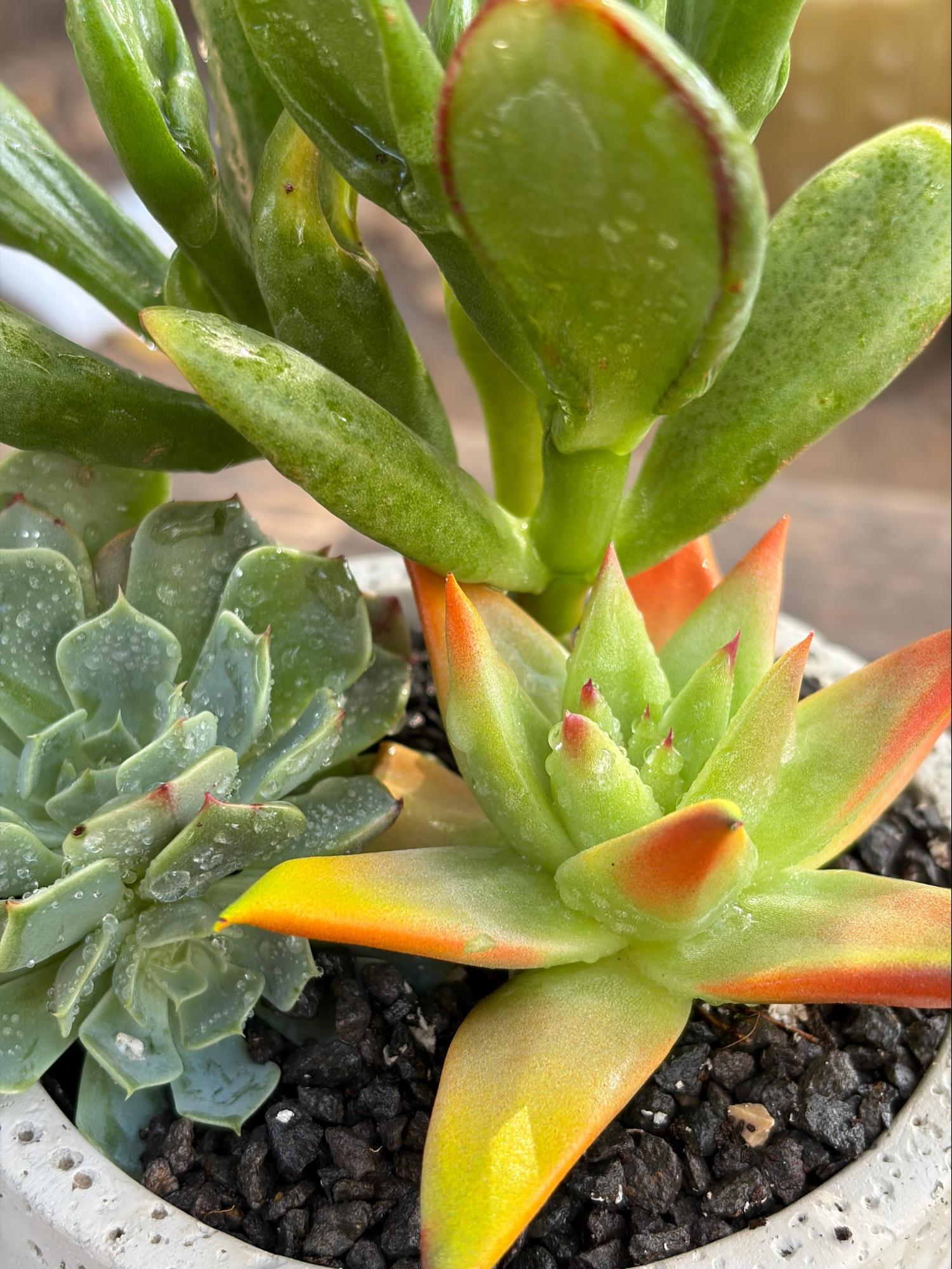 concrete-succulent